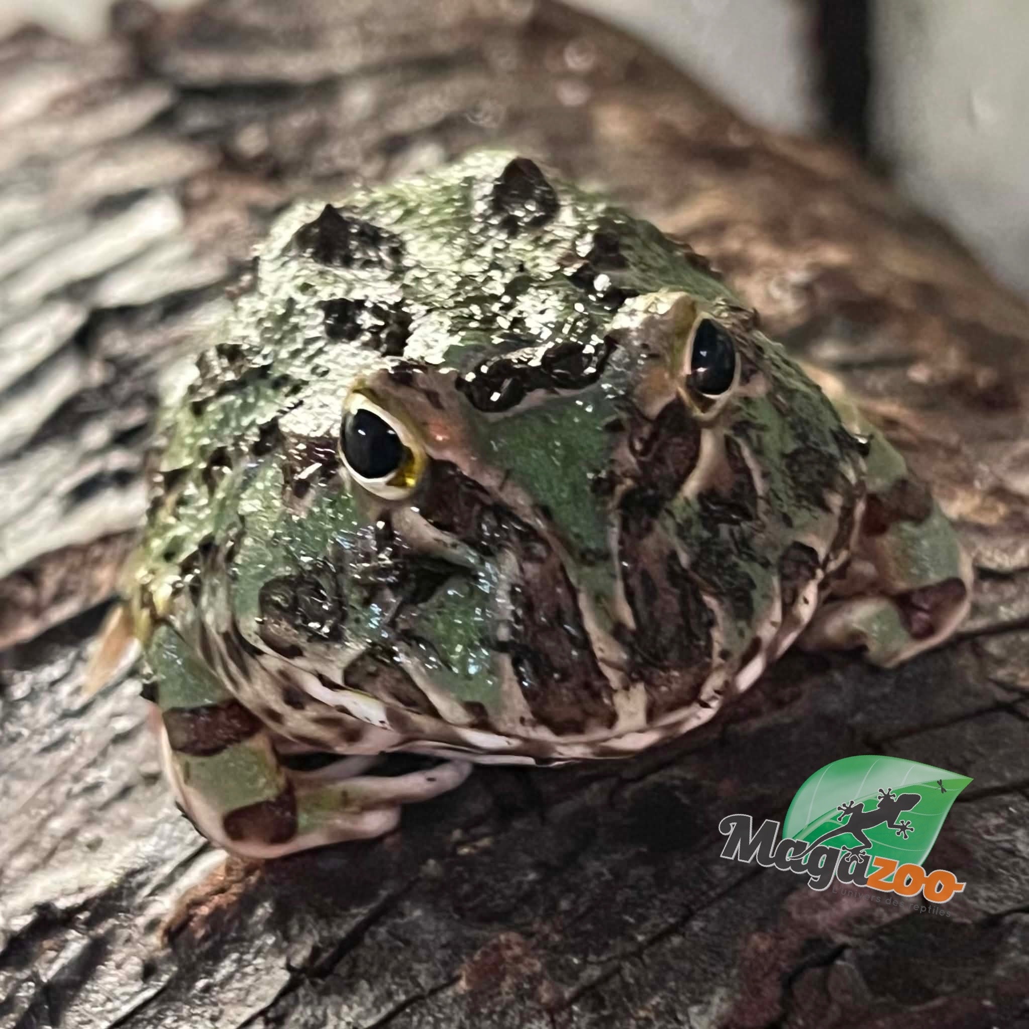 Magazoo Green horned frog (PacMan)