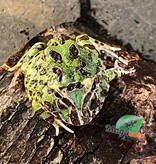 Magazoo Green horned frog (PacMan)