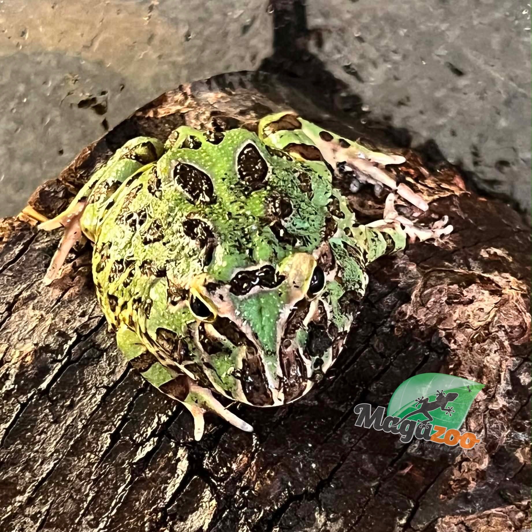 Magazoo Green horned frog (PacMan)
