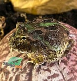 Magazoo Grenouille Cornue d'Argentine Camouflage  (Pac Man)