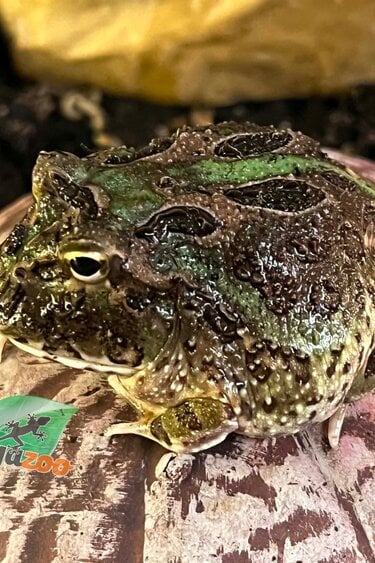 Magazoo Grenouille Cornue d'Argentine Camouflage  (Pac Man)