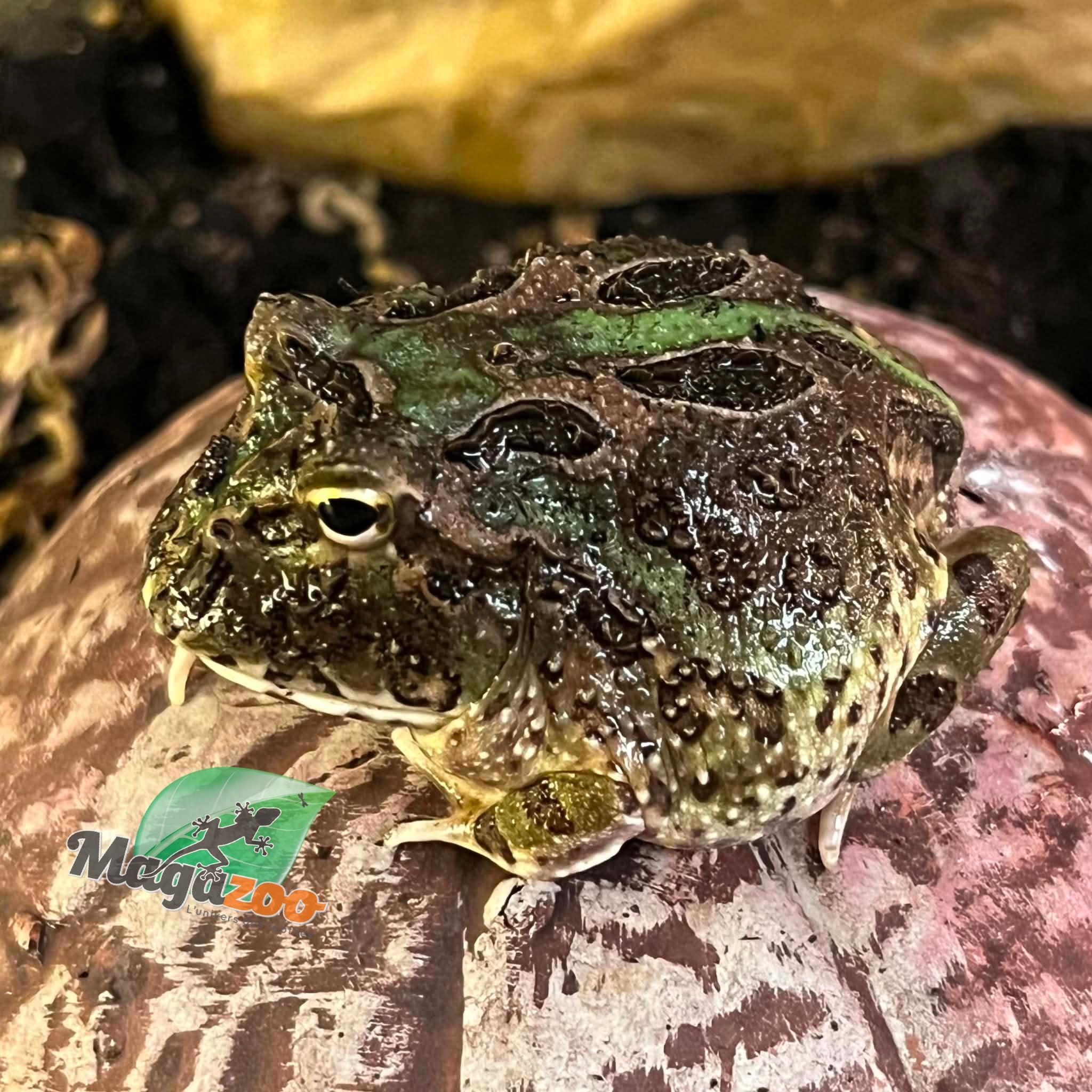 Magazoo Camouflage Green horned frog (PacMan)