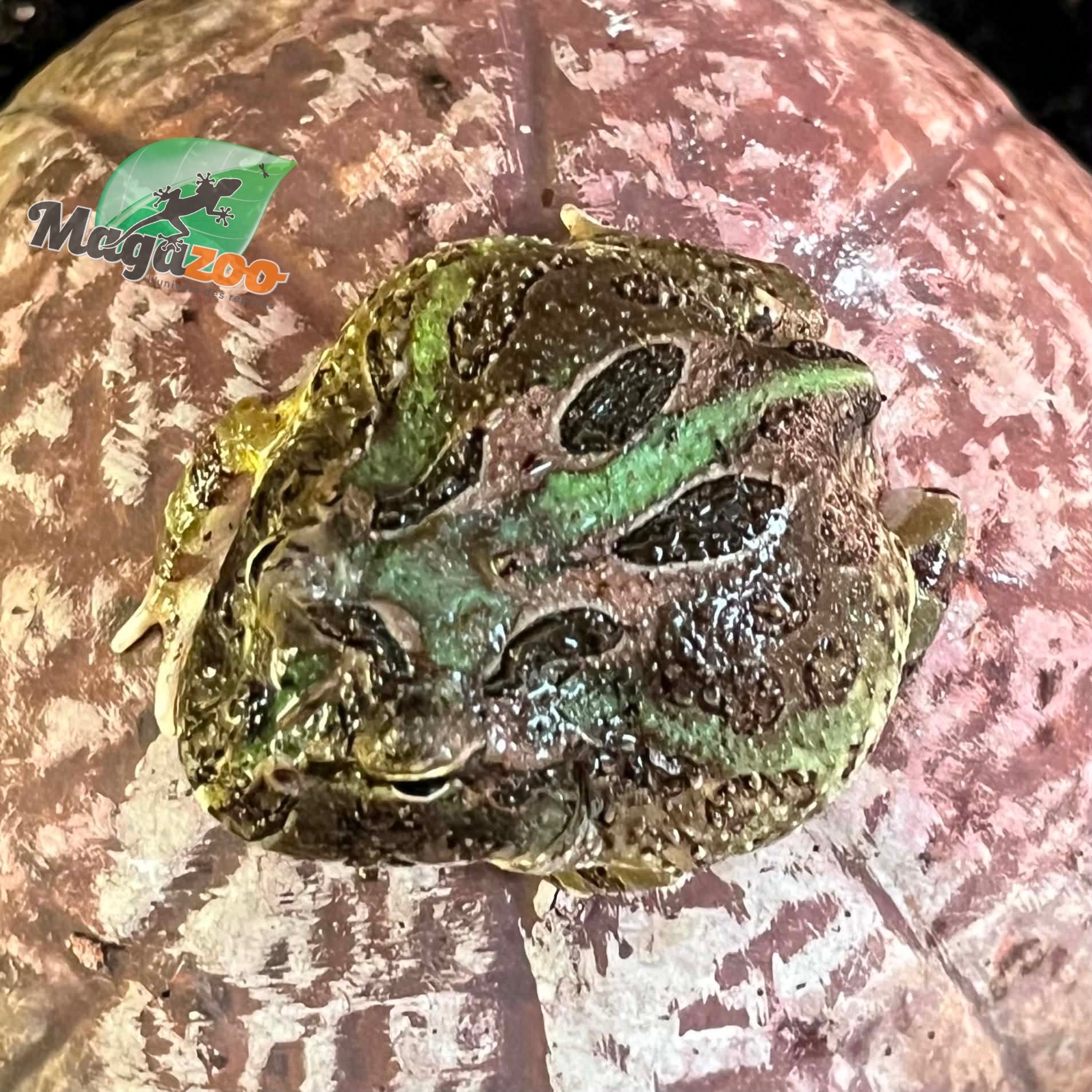 Magazoo Grenouille Cornue d'Argentine Camouflage  (Pac Man)