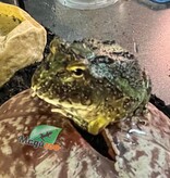 Magazoo Camouflage Green horned frog (PacMan)