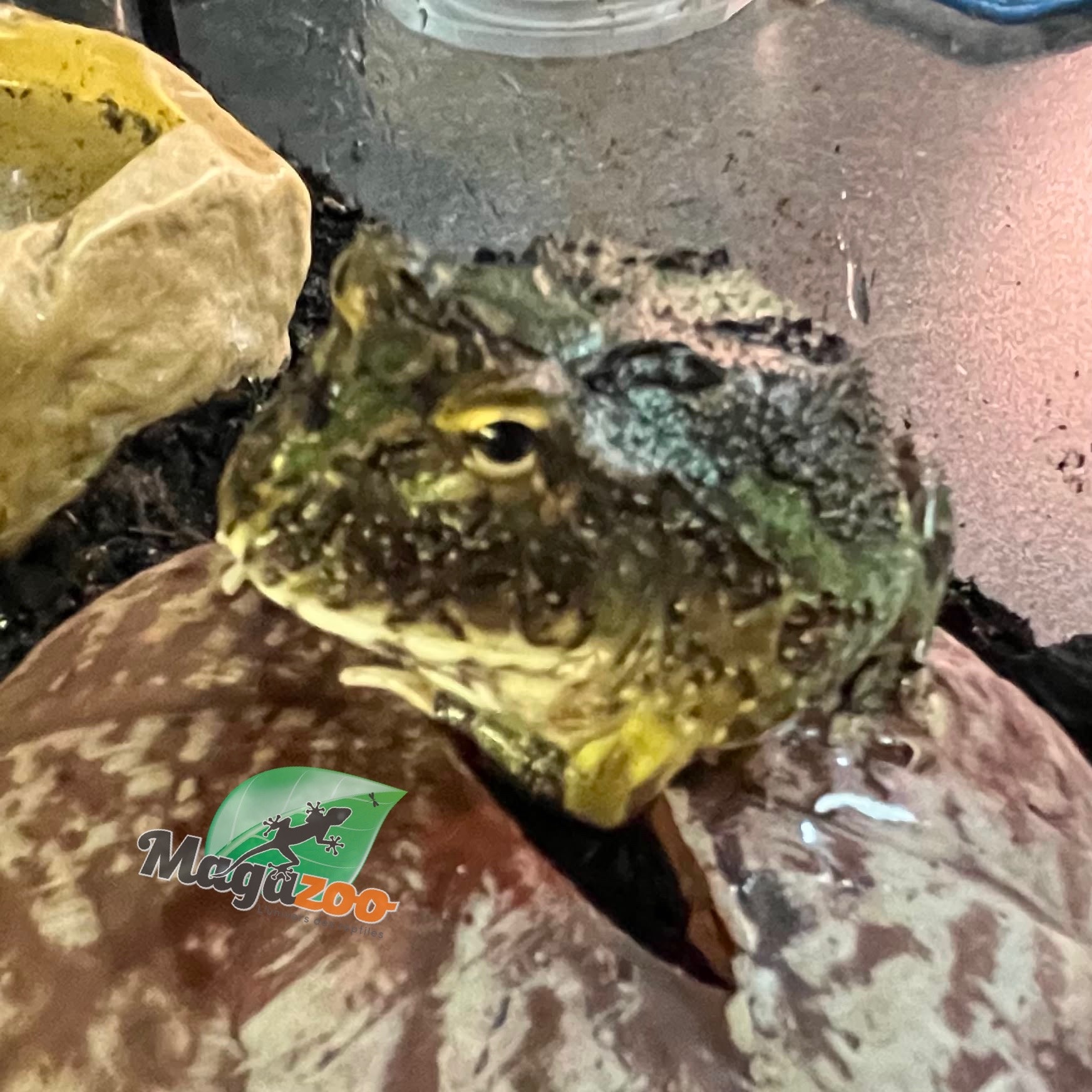 Magazoo Camouflage Green horned frog (PacMan)
