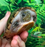 Magazoo Tortue musquée à tête plate Juvénile CB
