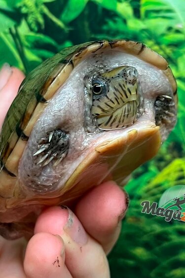 Magazoo Juvenile Loggerhead musk turtle CB