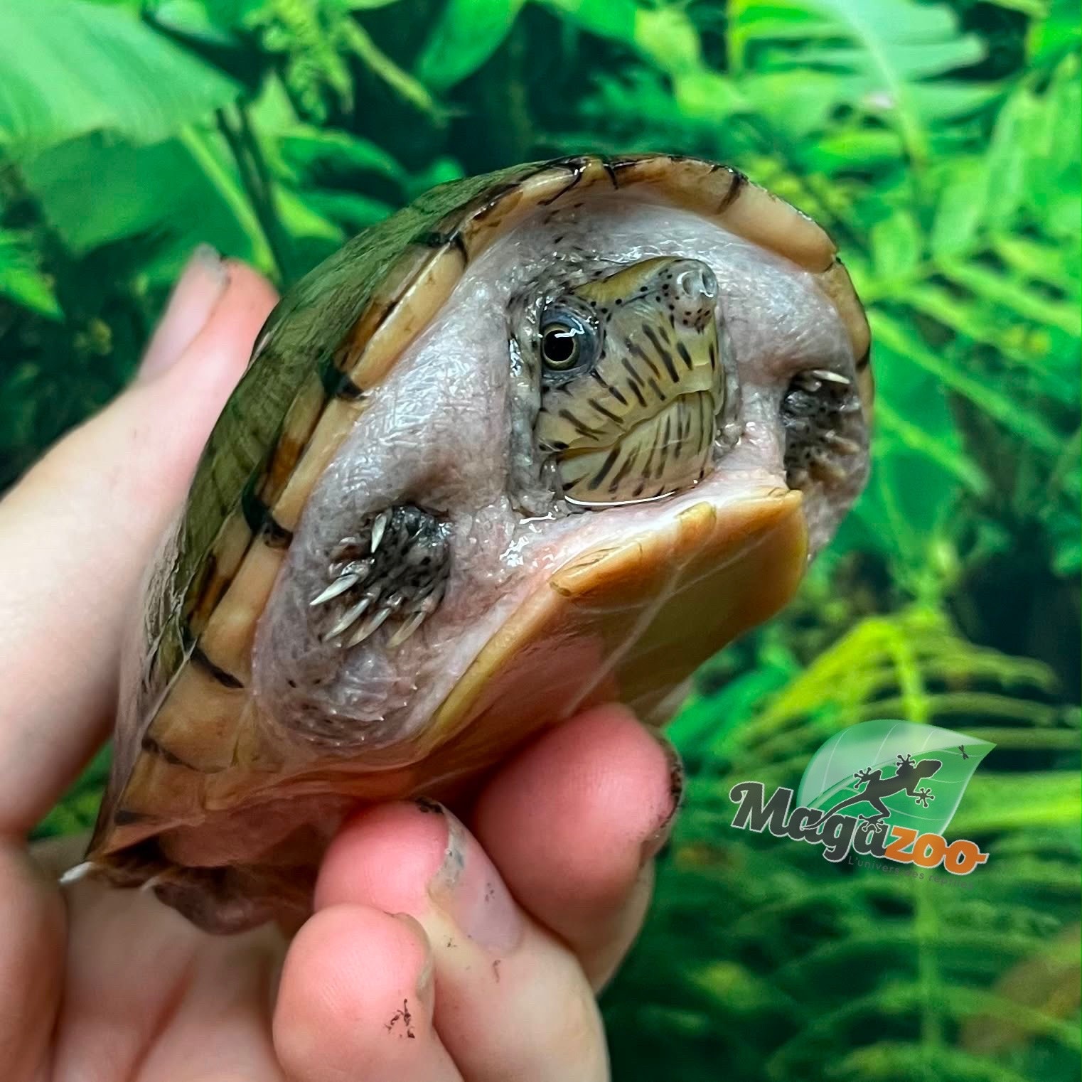 Magazoo Tortue musquée à tête plate Juvénile CB