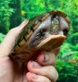 Magazoo Tortue musquée à tête plate Juvénile CB