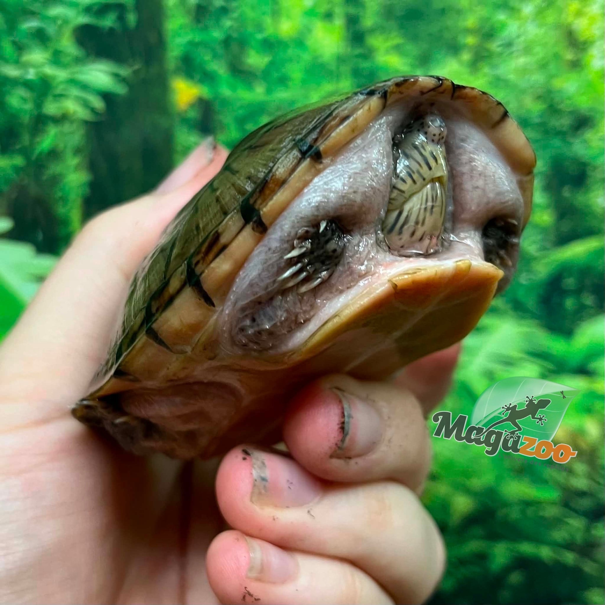 Magazoo Juvenile Loggerhead musk turtle CB