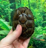 Magazoo Juvenile Loggerhead musk turtle CB