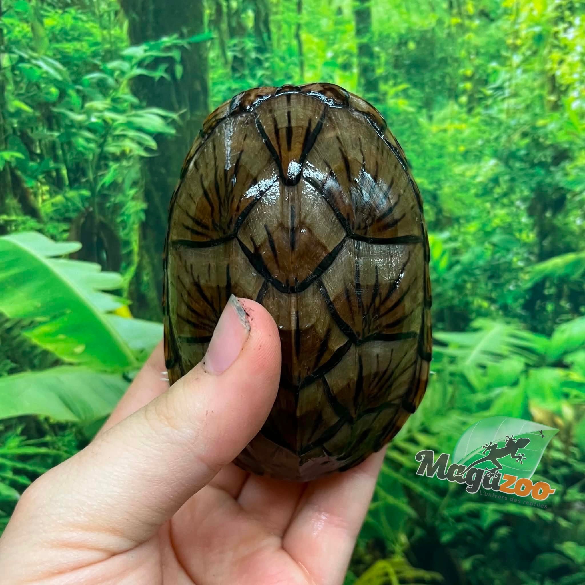 Magazoo Tortue musquée à tête plate Juvénile CB