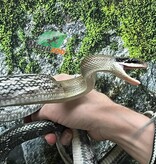 Magazoo Baby 2024 Vietman blue beauty rat snake #1 (Missing tail tip)