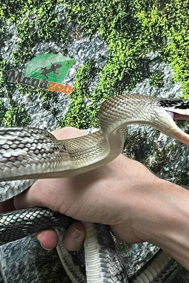 Magazoo Serpent Ratier ''Blue Beauty'' du Vietnam Bébé 2024 #1 (Manque bout de queue)