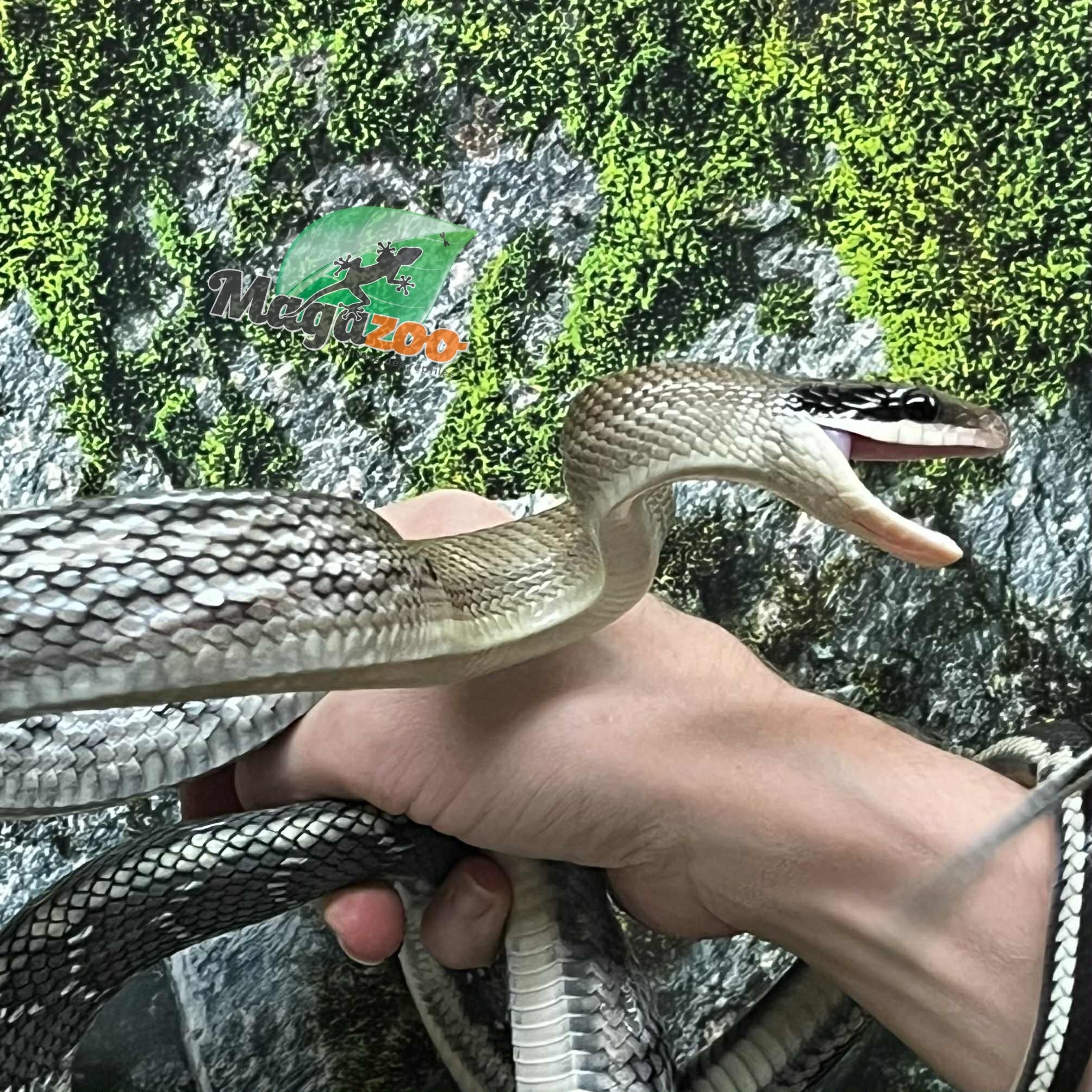 Magazoo Baby 2024 Vietman blue beauty rat snake #1 (Missing tail tip)