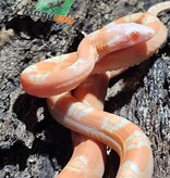 Magazoo Male Scaleless Amel Corn Snake Born July 18, 2025