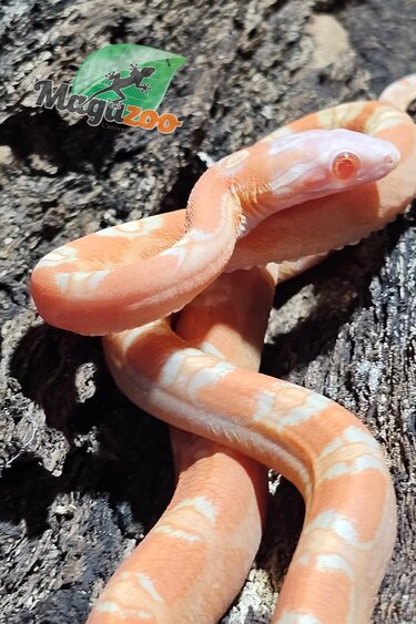 Magazoo Serpent des blés Mâle Scaleless Amel né 18 juillet 2025
