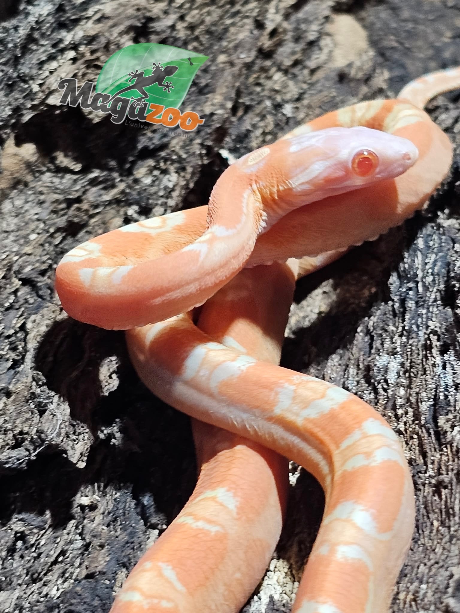 Magazoo Serpent des blés Mâle Scaleless Amel né 18 juillet 2025