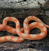 Magazoo Male Scaleless Amel Corn Snake Born July 18, 2025