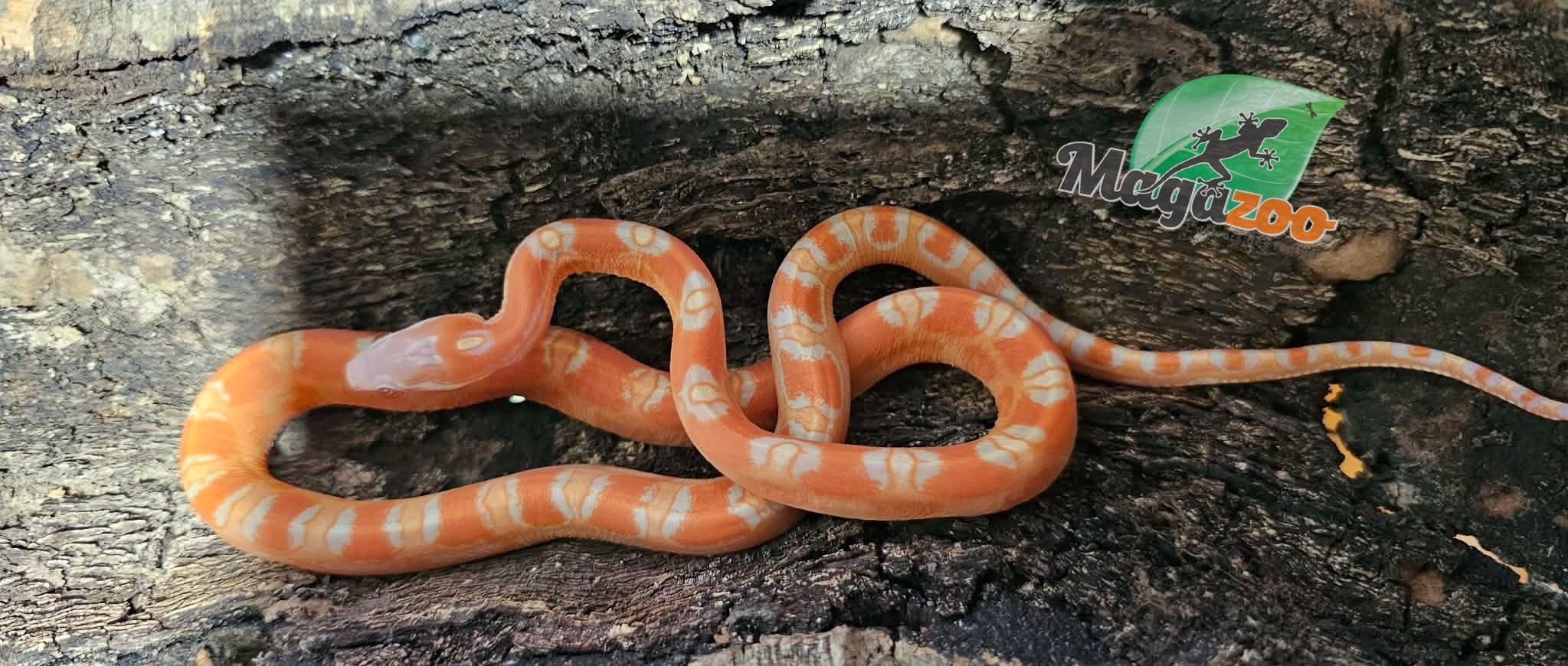 Magazoo Serpent des blés Mâle Scaleless Amel né 18 juillet 2025