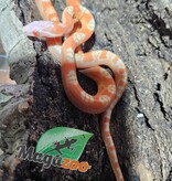 Magazoo Male Scaleless Amel Corn Snake Born July 18, 2025