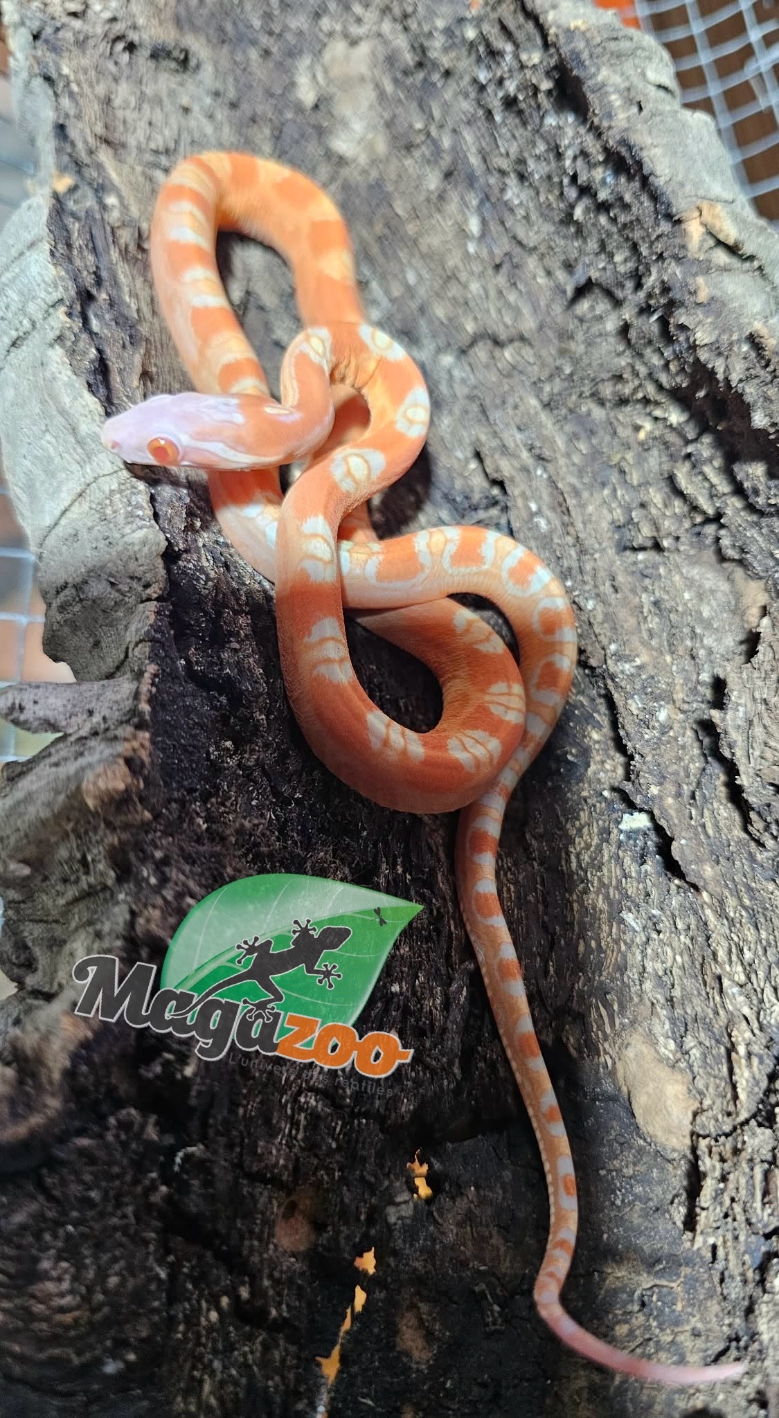 Magazoo Serpent des blés Mâle Scaleless Amel né 18 juillet 2025