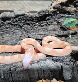 Magazoo Serpent des blés Mâle Scaleless Amel né 18 juillet 2025