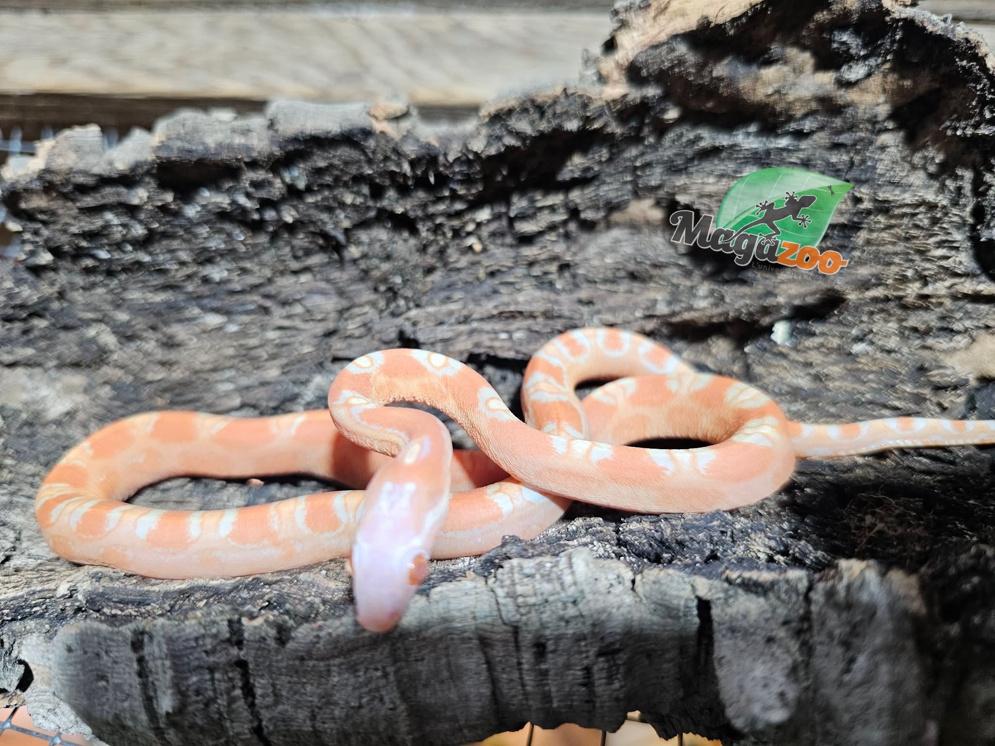 Magazoo Serpent des blés Mâle Scaleless Amel né 18 juillet 2025