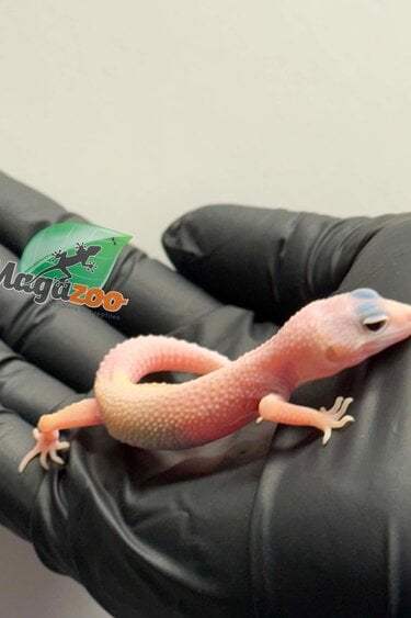 Magazoo Gecko léopard Macksnow Diablo Blanco  femelle 23/04/26