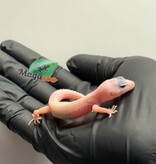 Magazoo Female Macksnow Diablo Blanco Leopard gecko 04/23//26
