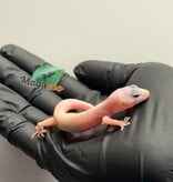 Magazoo Gecko léopard Macksnow Diablo Blanco  femelle 23/04/26