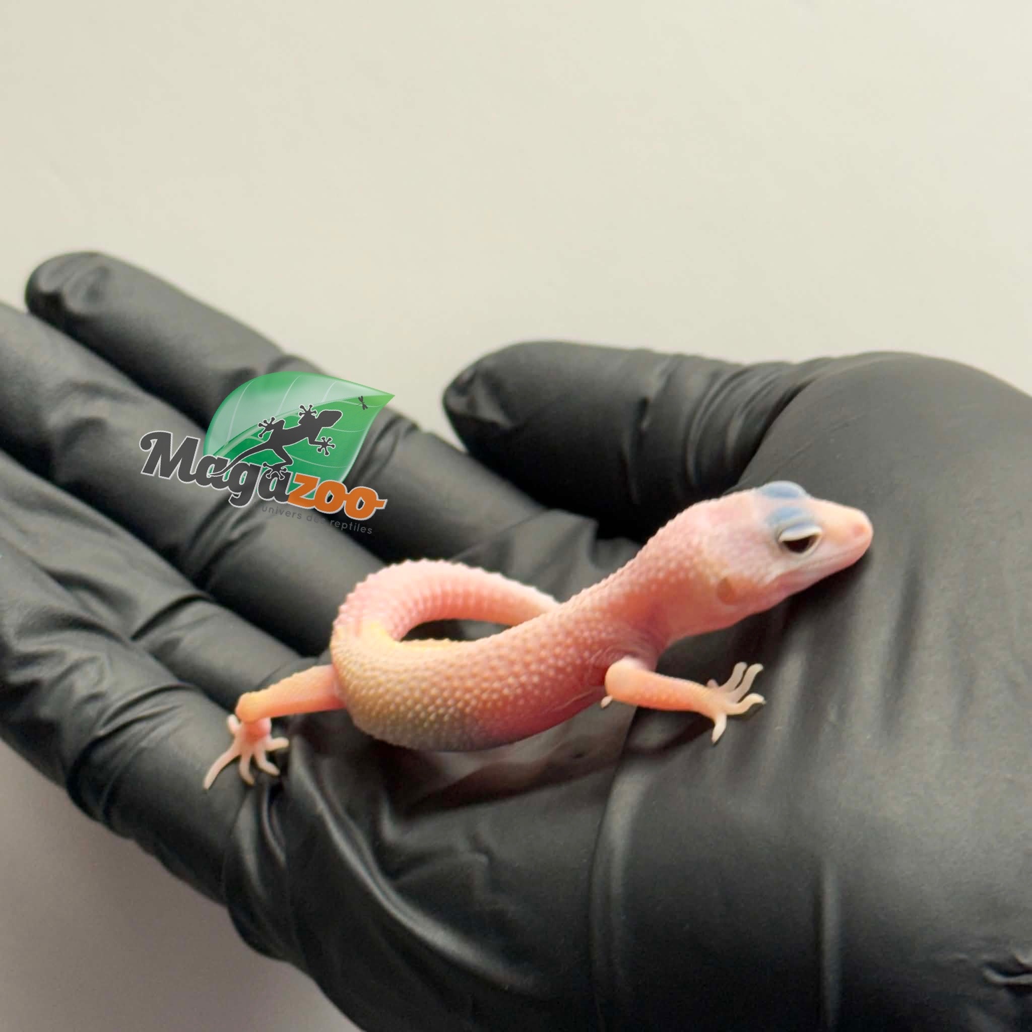 Magazoo Female Macksnow Diablo Blanco Leopard gecko 04/23//26