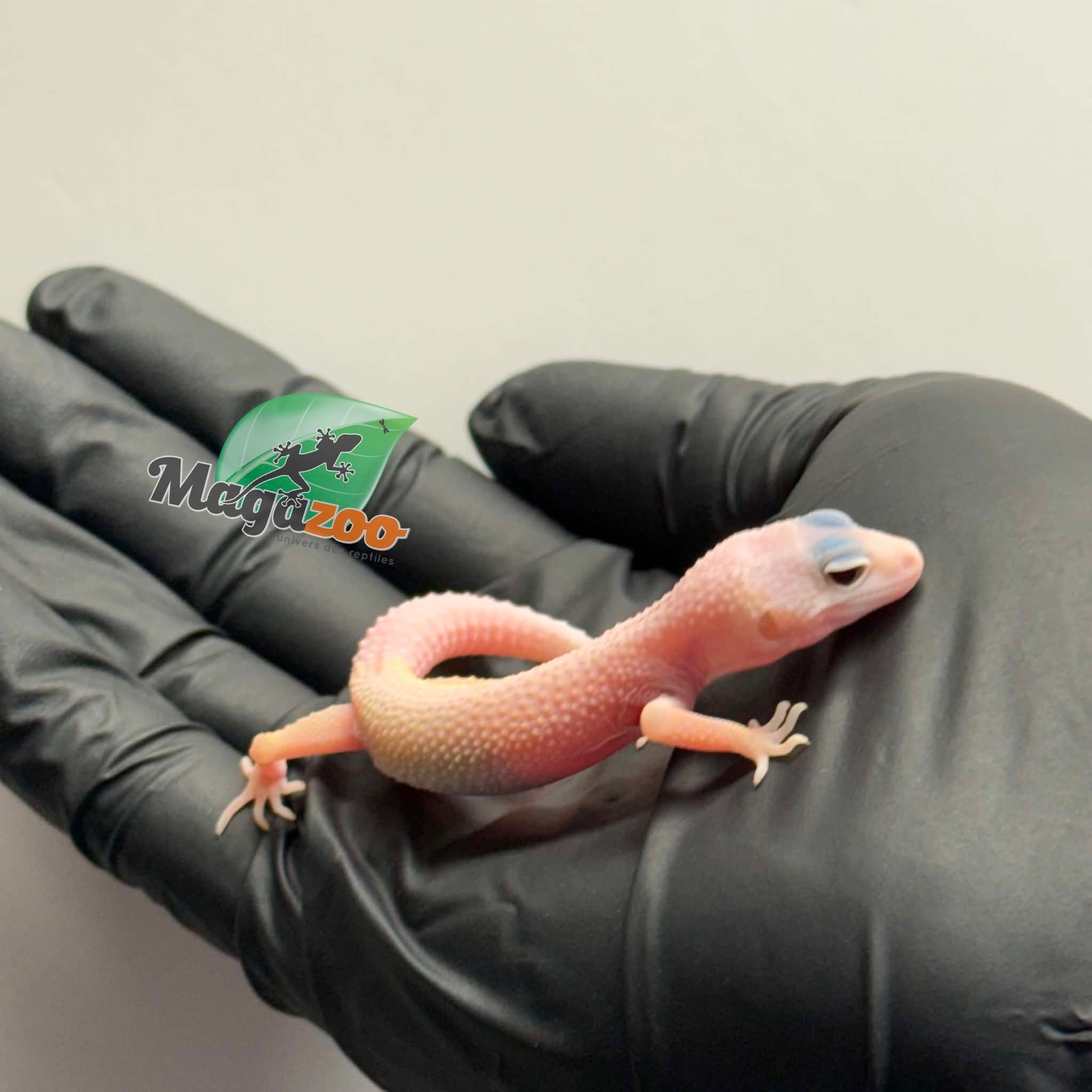 Magazoo Gecko léopard Macksnow Diablo Blanco  femelle 23/04/26