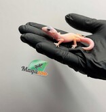 Magazoo Female Macksnow Diablo Blanco Leopard gecko 04/23//26