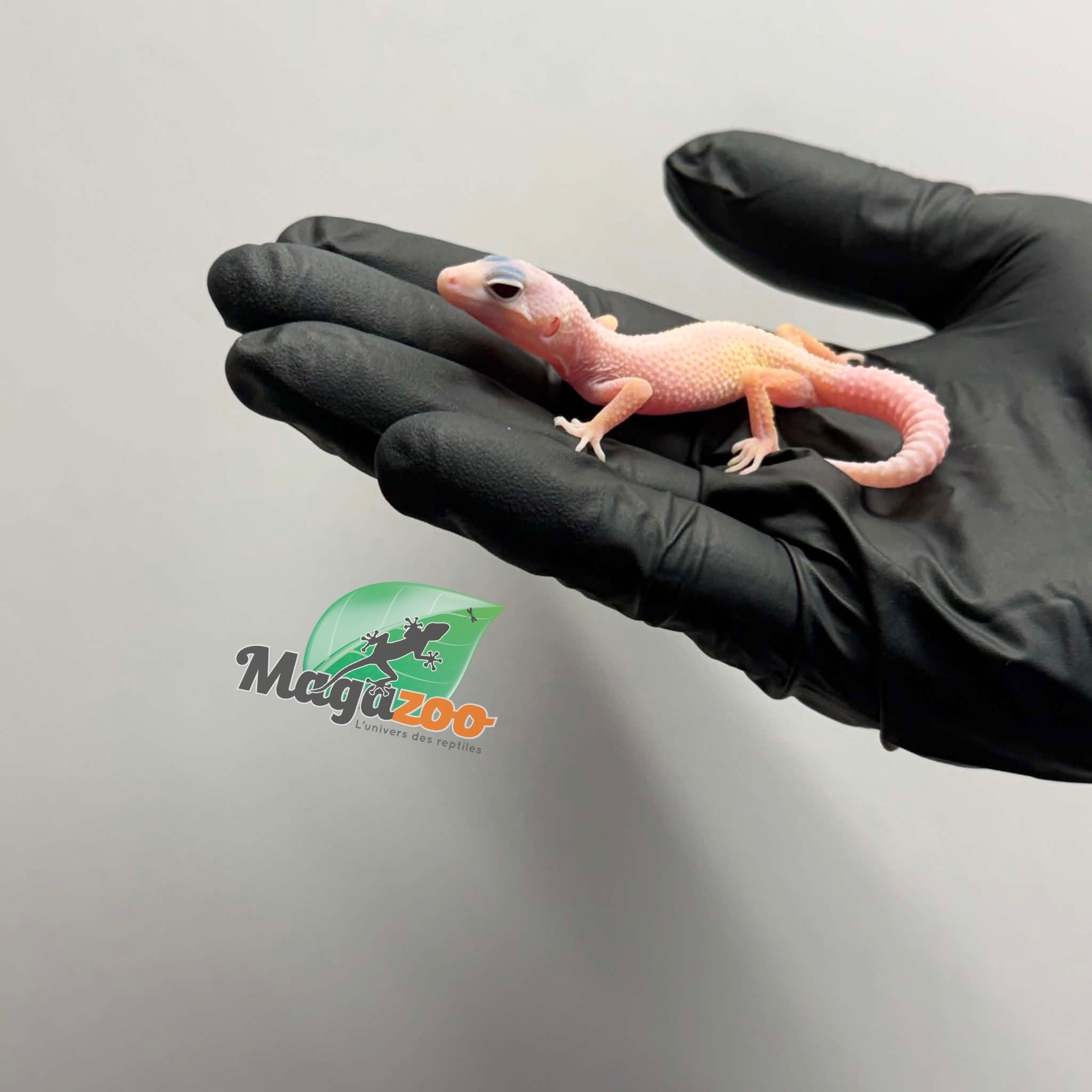 Magazoo Female Macksnow Diablo Blanco Leopard gecko 04/23//26