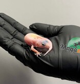 Magazoo Female Macksnow Diablo Blanco Leopard gecko 04/23//26
