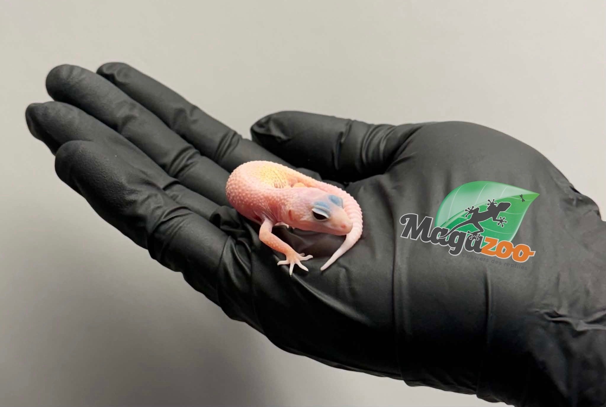 Magazoo Female Macksnow Diablo Blanco Leopard gecko 04/23//26