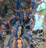 Magazoo Female Gooty saphire tarantula (4.5'') with Terrarium 12*12*18'' /Poecilotheria metallica