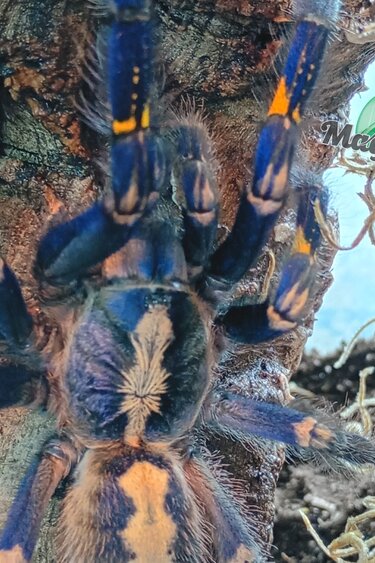 Magazoo Female Gooty saphire tarantula (4.5'') with Terrarium 12*12*18'' /Poecilotheria metallica