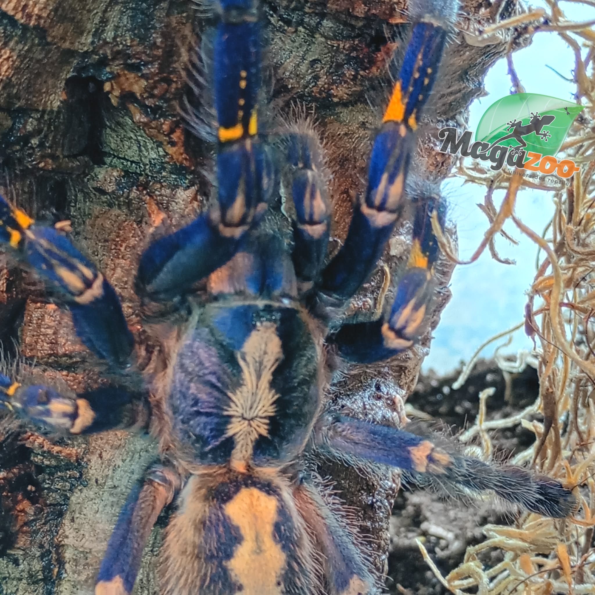 Magazoo Mygale ornementale indienne bleue (4.5'') Femelle avec Terrarium 12*12*18'' /Poecilotheria metallica