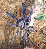 Magazoo Mygale ornementale indienne bleue (4.5'') Femelle avec Terrarium 12*12*18'' /Poecilotheria metallica
