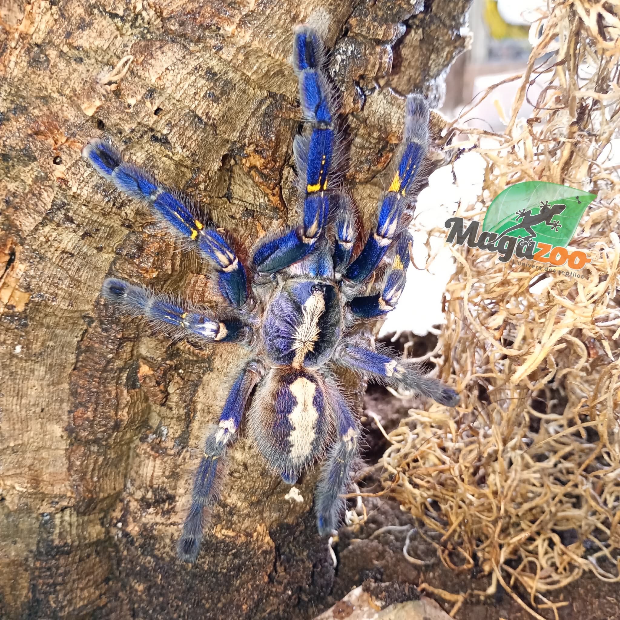 Magazoo Female Gooty saphire tarantula (4.5'') with Terrarium 12*12*18'' /Poecilotheria metallica