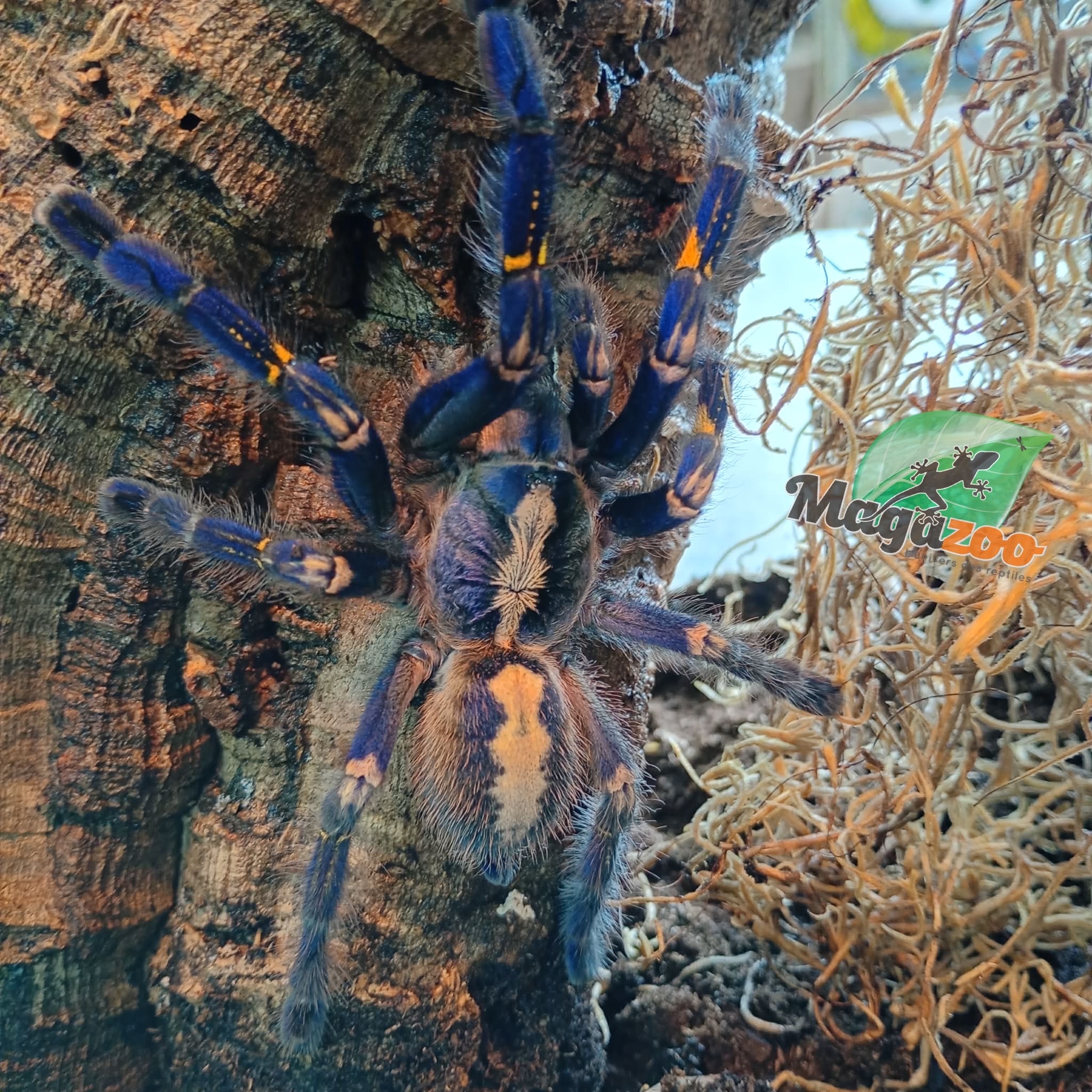 Magazoo Female Gooty saphire tarantula (4.5'') with Terrarium 12*12*18'' /Poecilotheria metallica