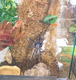 Magazoo Mygale ornementale indienne bleue (4.5'') Femelle avec Terrarium 12*12*18'' /Poecilotheria metallica