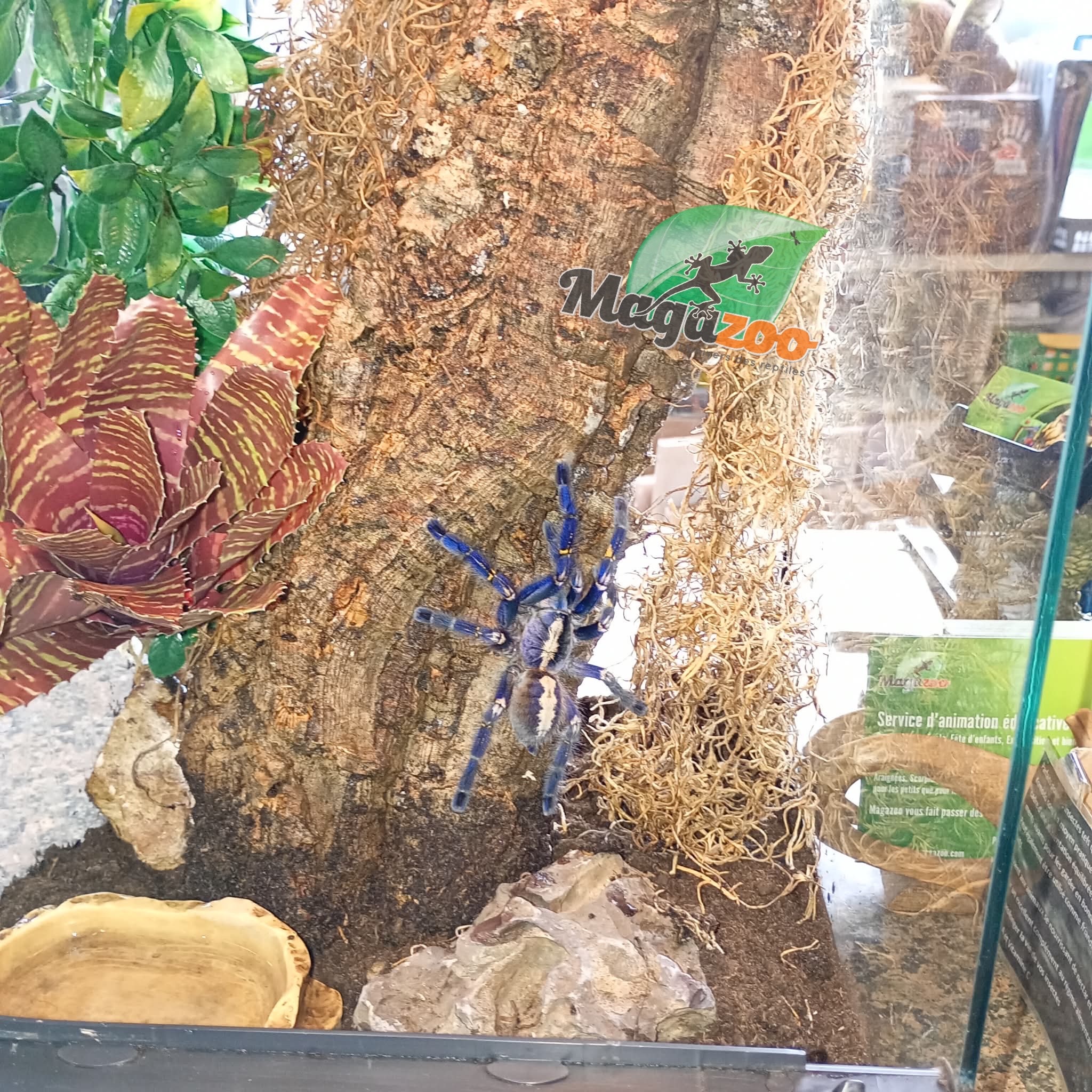 Magazoo Mygale ornementale indienne bleue (4.5'') Femelle avec Terrarium 12*12*18'' /Poecilotheria metallica