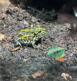 Magazoo Baby Giant bullfrog #1 (Pixie)