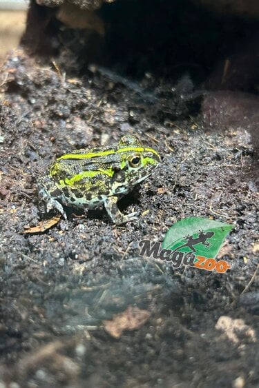 Magazoo Baby Giant bullfrog #1 (Pixie)