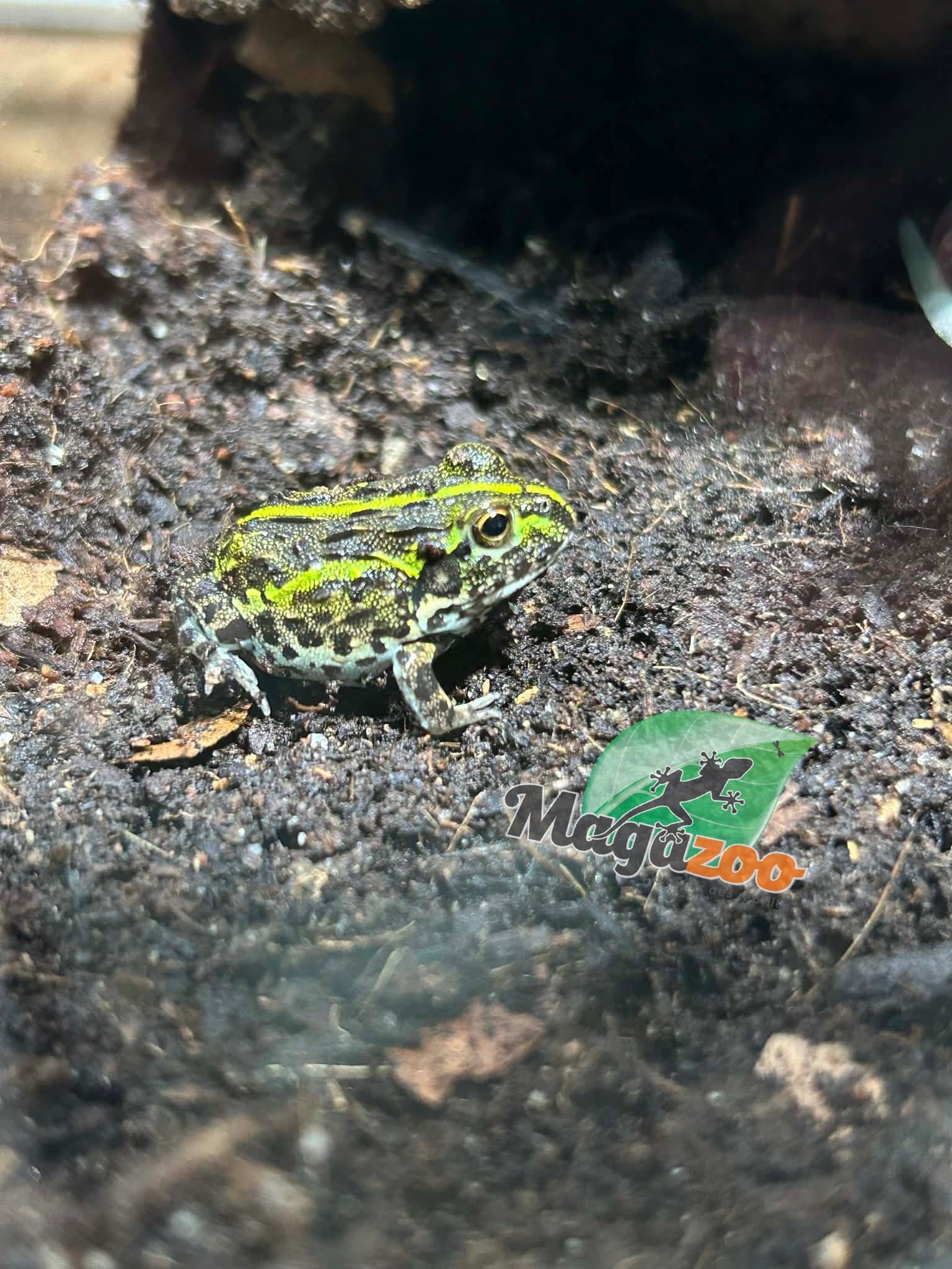 Magazoo Baby Giant bullfrog #1 (Pixie)