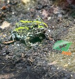 Magazoo Grenouille Taureau africaine géante Bébé  #1 (Pixie)