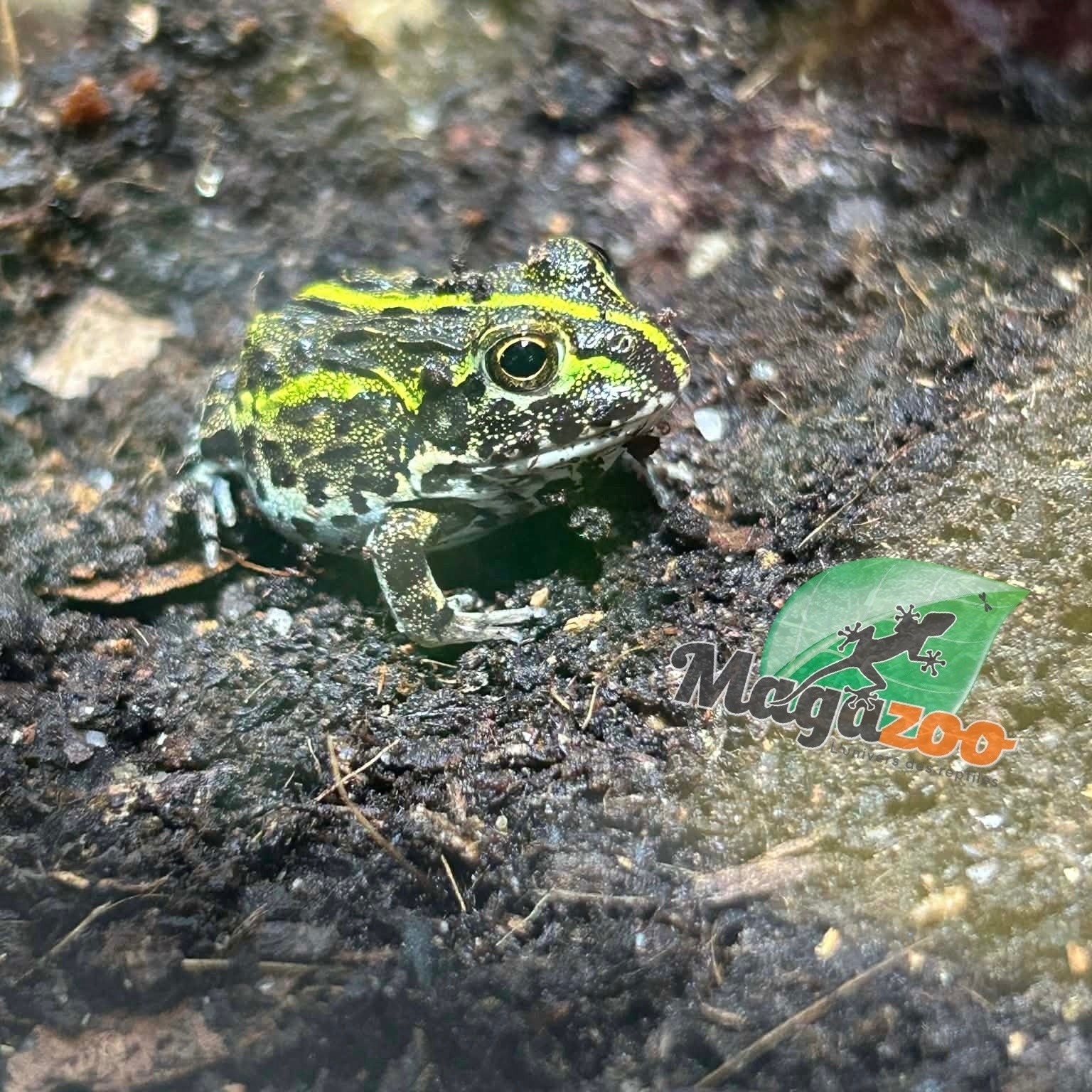 Magazoo Baby Giant bullfrog #1 (Pixie)